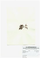 藏品(波狀軟骨凹頂藻)的圖片